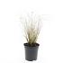 Pennisetum al. 'Hameln'