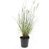 Pennisetum al. 'Hameln'