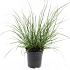 Pennisetum al. 'Hameln'