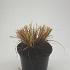Pennisetum al. 'Hameln'