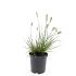 Pennisetum al. 'Little Bunny'