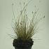 Pennisetum al. 'Little Bunny'