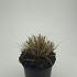 Pennisetum al. 'Little Bunny'