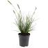 Pennisetum al. 'Little Bunny'