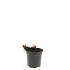 Persicaria amplexicaulis