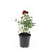 Rosa (P) 'Rote The Fairy'