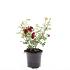 Rosa (P) 'Rote The Fairy'