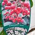 Cotoneaster lacteus