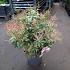 Pieris jap. Polar Passion