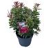 Pieris jap. Polar Passion