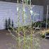 Salix sepulcralis 'Chrysocoma'