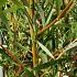 Salix sepulcralis 'Chrysocoma'
