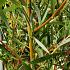 Salix sepulcralis 'Chrysocoma'
