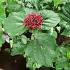Clerodendrum bungei