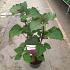 Clerodendrum bungei