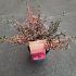 Coprosma 'Fire Burst'