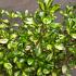 Coprosma 'Lemon and Lime'