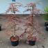 Acer pal. 'Garnet'