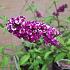 Buddleja d. Berries & Cream