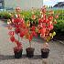 Cornus fl. 'Rainbow'