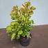 Cotinus cog. Golden Spirit