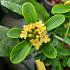 Daphne gemmata 'Royal Crown'