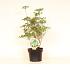 Enkianthus campanulatus