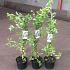 Exochorda 'The Bride'