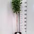 Hibiscus syr. Flower Tower White
