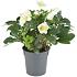 Helleborus n. 'Christmas Carol'