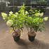 Hydrangea pan. 'Silver Dollar'