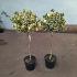 Ilex altacl. 'Golden King'