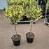 Ilex altacl. 'Golden King'