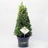 Ilex crenata Dark Green