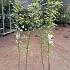 Laburnocytisus adamii