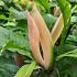 Magnolia 'Sunspire'