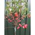 Malus 'Evereste'