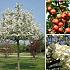 Malus 'Evereste'