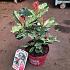Photinia ser. Pink Crispy'
