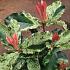 Photinia ser. Pink Crispy'