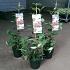 Viburnum plic. 'Kilimandjaro Sunrise'