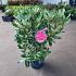 Rhododendron 'Nova Zembla'