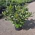 Rhododendron 'Nova Zembla'