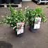 Vaccinium vitis-idaea 'Fireballs'