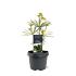 Sciadopitys vert. 'Sternschnuppe'
