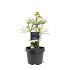 Sciadopitys vert. 'Sternschnuppe'