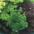 Sciadopitys vert. 'Sternschnuppe'