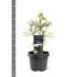 Sciadopitys vert. 'Sternschnuppe'