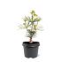 Sciadopitys vert. 'Sternschnuppe'