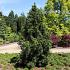 Sciadopitys vert. 'Sternschnuppe'